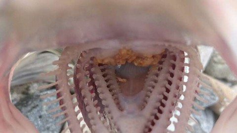 x3jnnsrh4jix3rhrjbym_480_480-833264c0.jpg