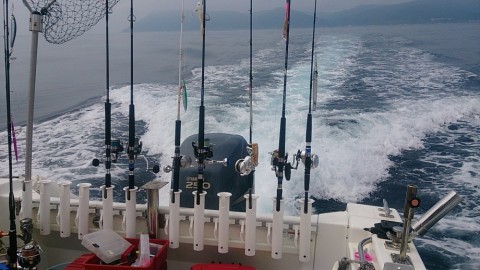 x477ynyueoe5ggbw99vn_480_480-8b5ff4fc.jpg