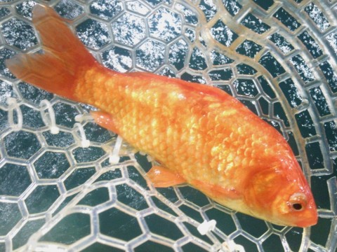x4hutbdmm4847orboy82_480_480-90c9d73f.jpg