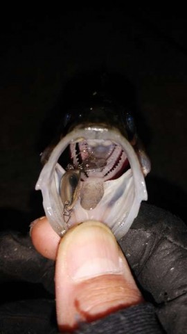 x4sstedxaibrgagvbpia_480_480-67527e3e.jpg