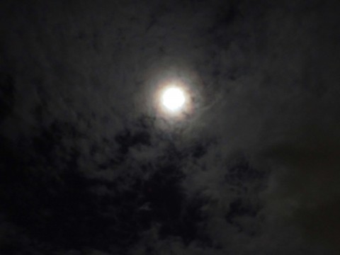 x5jjgsoegtn9vmv7h4yj_480_480-281035fa.jpg