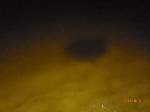 x5y897uf4w83rxr3pxga_480_480-9a1f34c2.jpg