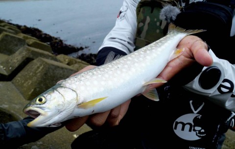 x6swmsodgrciuh6nhyeu_480_480-4f9ab2cb.jpg
