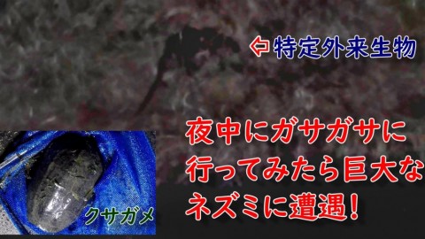 x8rchsxjah3a9txuz4kg_480_480-fc9e9c51.jpg