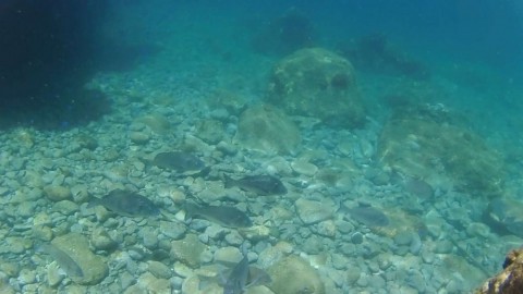 x92roegfz65e2kvk3ah8_480_480-1aa46734.jpg