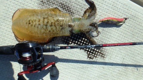x9b8kg8kiaeghaxgx8br_480_480-025b99f5.jpg