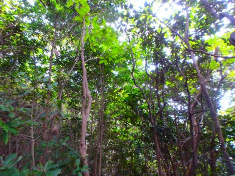 x9wztgu4yncjvpzmhv8f_480_480-18bdc51b.jpg