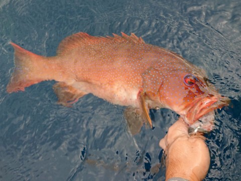 xactesxv3u7ppvfcgr6s_480_480-c923e67f.jpg