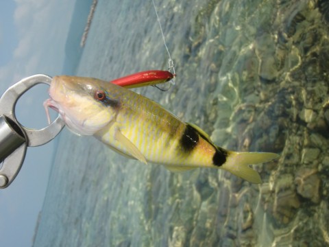xbsd8s9g75659kiadejk_480_480-0b9f3a77.jpg