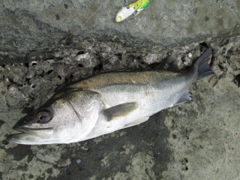xcrk8erhvr5b8zy3ste4_480_480-1345951b.jpg