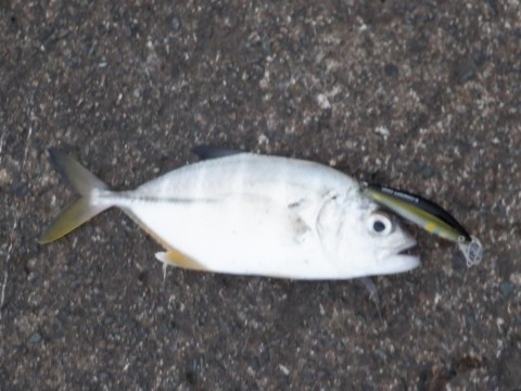 xdog5xeu2oo266z8xt66_480_480-4771048e.jpg