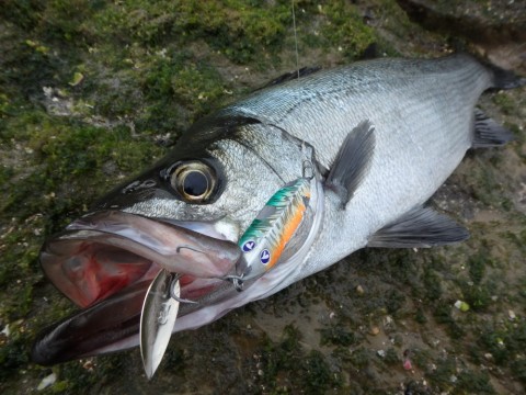 xeciannoak9dsbfy8enb_480_480-39fad8b8.jpg