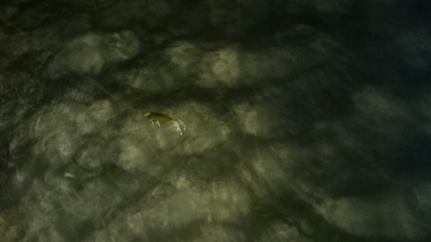 xedoct96ikfnfjgwigiw_480_480-6663d12f.jpg