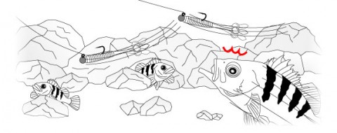 xfdw9dbv98k2s2b7sawm_480_480-bc4285a4.jpg