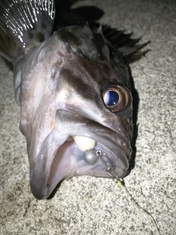 xfjbhcxsffiozd756ppp_480_480-53b69932.jpg