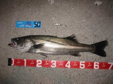 xfvzohpxnscic4c66pin_480_480-5679bb38.jpg