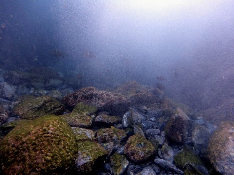 xhe8ydwemt8vy96zvbkf_480_480-797e2c61.jpg