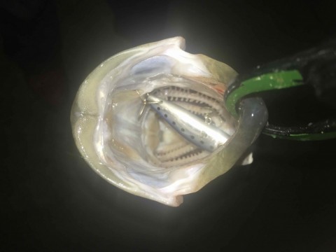 xiohogj7zd8pum2txub3_480_360-ec81e82d.jpg