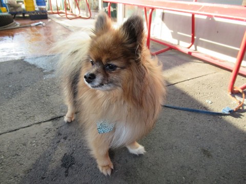 xjik95iufpiw4xvpdkcy_480_480-ccef3eb5.jpg