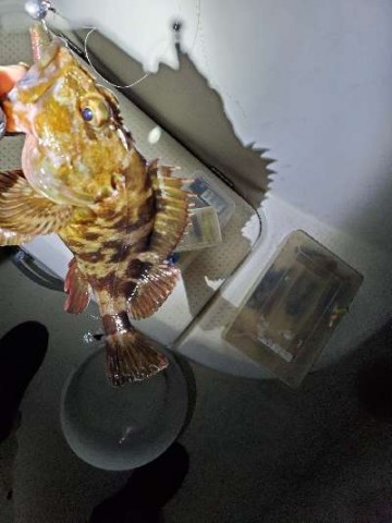 xjjuksufdnn5ktjfr9sn_480_480-492fc9dd.jpg