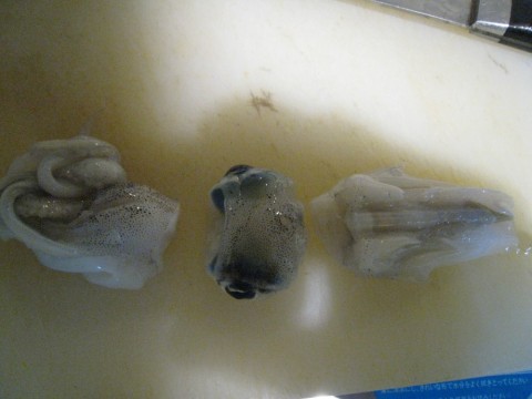 xkpj27kw4dmmxhuhkizm_480_480-16138bcf.jpg
