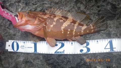 xmhhk85p4sxer7tkekof_480_480-c62378c5.jpg