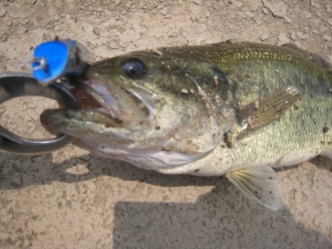xmpwsehj6yx6nkx664ab_480_480-84f6fa01.jpg