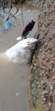 xmtgp4b6uphsnrkor77m_238_480-f95be6a0.jpg