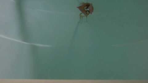 xngxxzeeffwswvibyvyv-6ce22606.gif