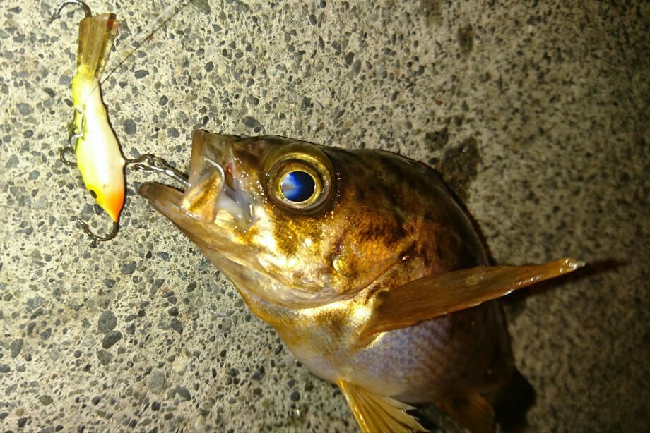 Borderless Fishing 見えてる魚は釣れないのか 春告魚編 Borderless Fishing 見えてる魚は釣れないのか 春告魚編
