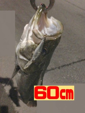 xnt74cu8hbn5myv99ghh_480_480-6031e27a.jpg