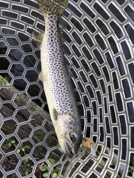 xnt955i35pemutnp9vbu_361_480-6752f300.jpg