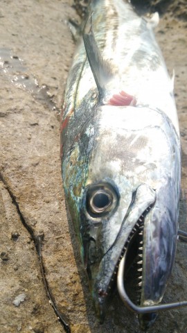 xonx55hi5jy73d3fug9h_480_480-7618edd5.jpg