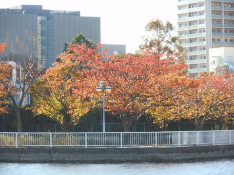 xrfxbyo46nhytpxg4dbm_480_480-4981b0f9.jpg