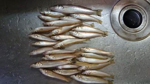 xruwefnskys74hbgs5sj_480_480-738c5fe4.jpg