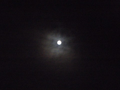 xrzsk5rdfrftwprds8f3_480_480-39427040.jpg