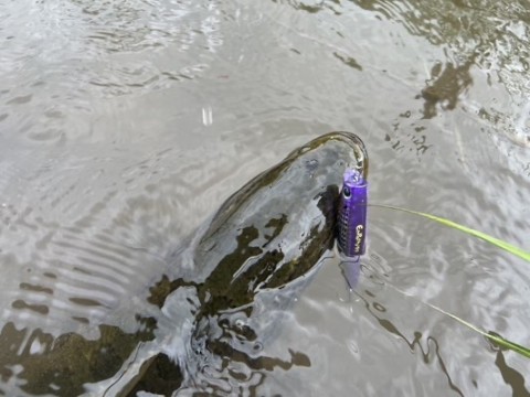 xs7wrpuwcc5og4mopbdm_480_360-650a8b57.jpg