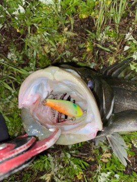 xs9ksvtszrc3fszkobrf_361_480-137d2f06.jpg