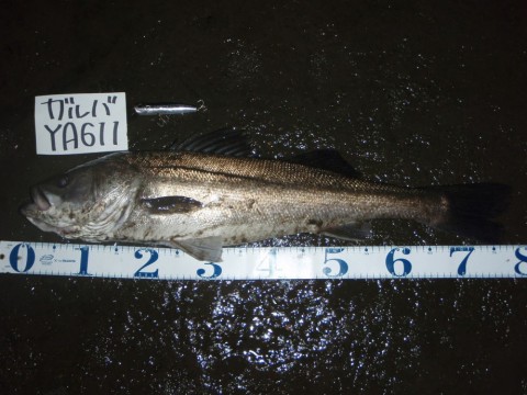 xsdugmibrva4xovyxc95_480_480-33f467fb.jpg