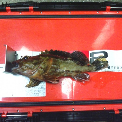 xsdzcnw2xtkgtcvnagui_480_480-83625012.jpg
