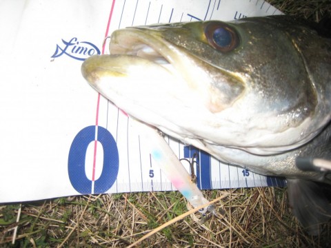 xsmcd553ompxsz5v9y4w_480_480-360042b3.jpg