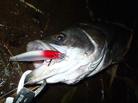 xss886unfwkjouhbyjp8_920_690-05b2e59a.jpg