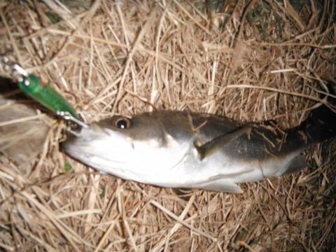 xtdt7fzf6tyo6v99jatf_480_480-0ff39273.jpg