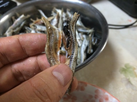 xtsicojn8zxchpddnvj4_480_480-6b135552.jpg
