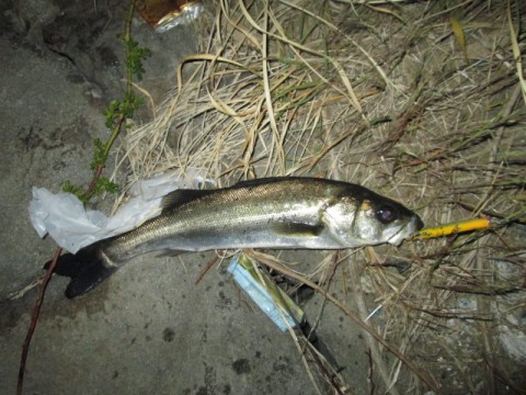 xu63z9xy3xvk9s968mmu_480_480-057c0789.jpg