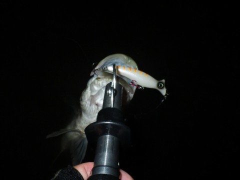 xugicynyd72caubmvbhf_480_480-5c889d8d.jpg