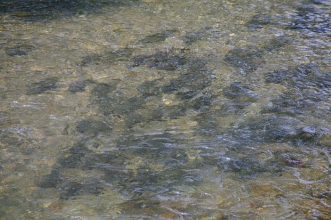 xvfeoemic75gh5x6m6jm_480_480-25e8e88e.jpg