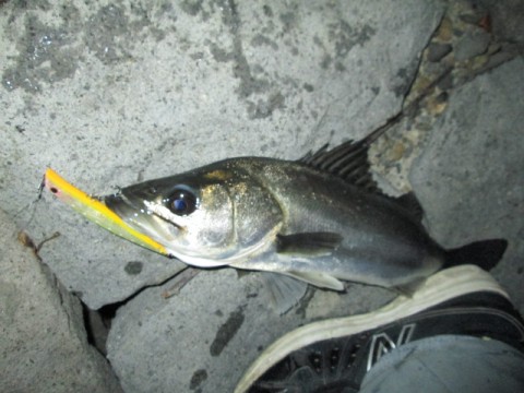 xvpj2ktcjxsr355w3gm3_480_480-34b60946.jpg