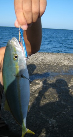 xwbxdm6mpyyxfo3382cb_480_480-3d860414.jpg