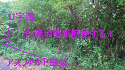 xwhd5mizjacsm8y3a2cf_480_480-1ff260cd.jpg